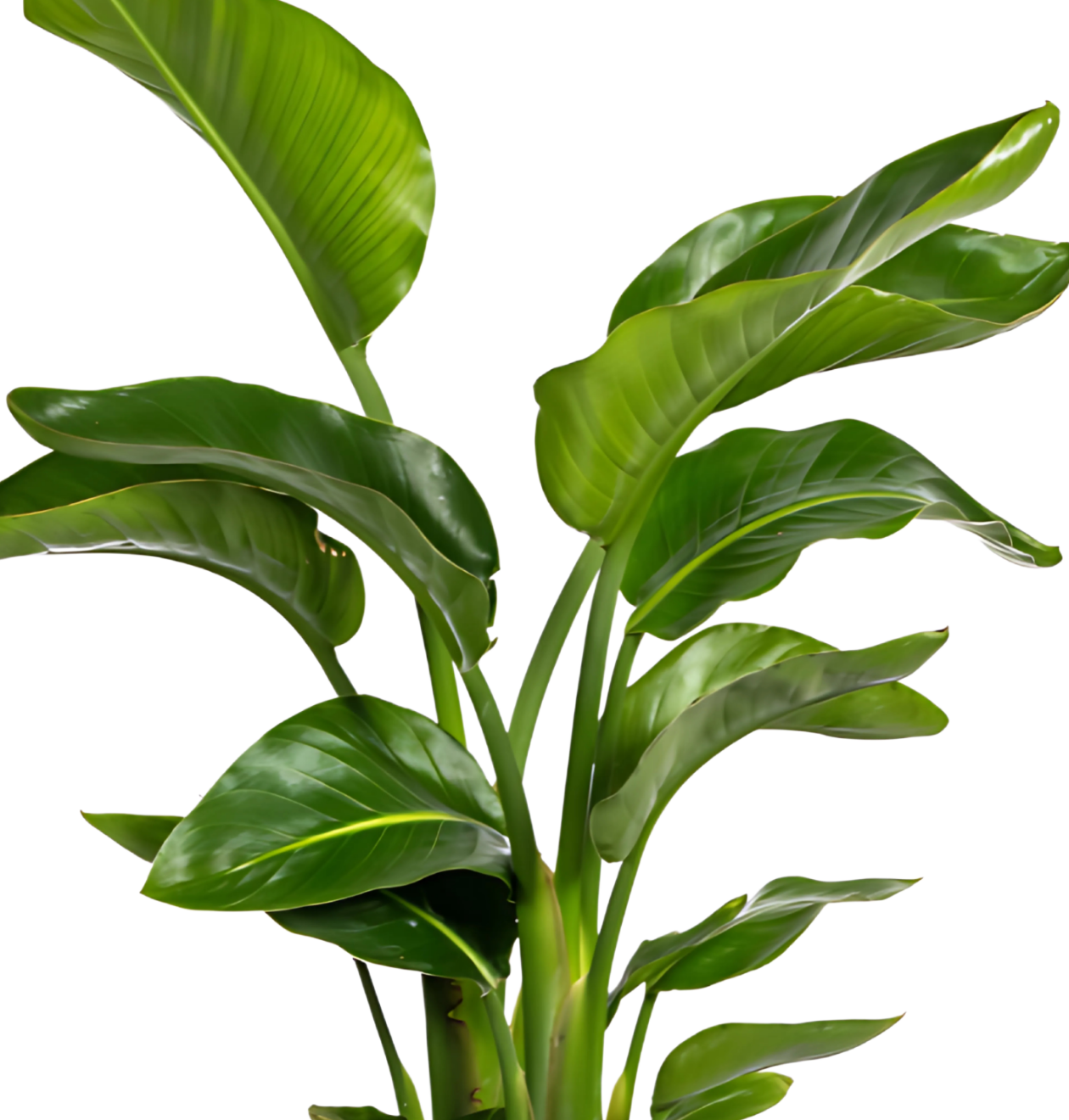 Strelitzia “Nicolai” | Baumstrelitzie | +/- 80-90cm | ø 21cm Topf