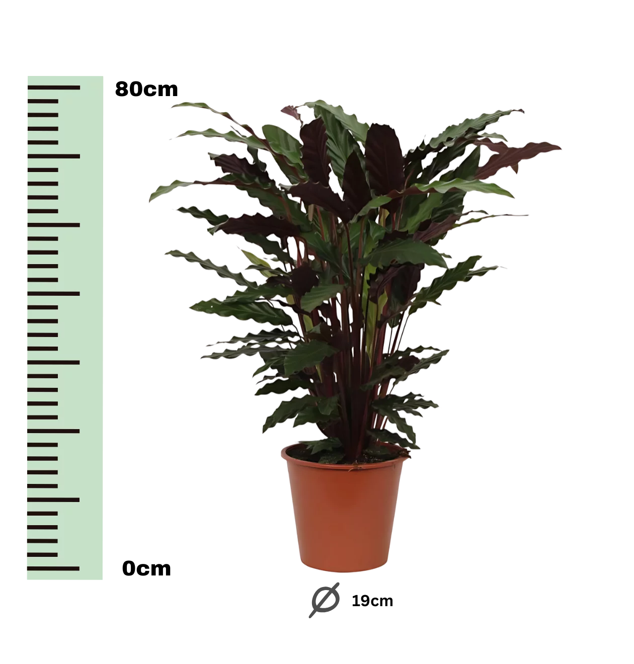 Calathea “Wavestar” | Korbmarante | +/- 80cm | ø 19cm Topf