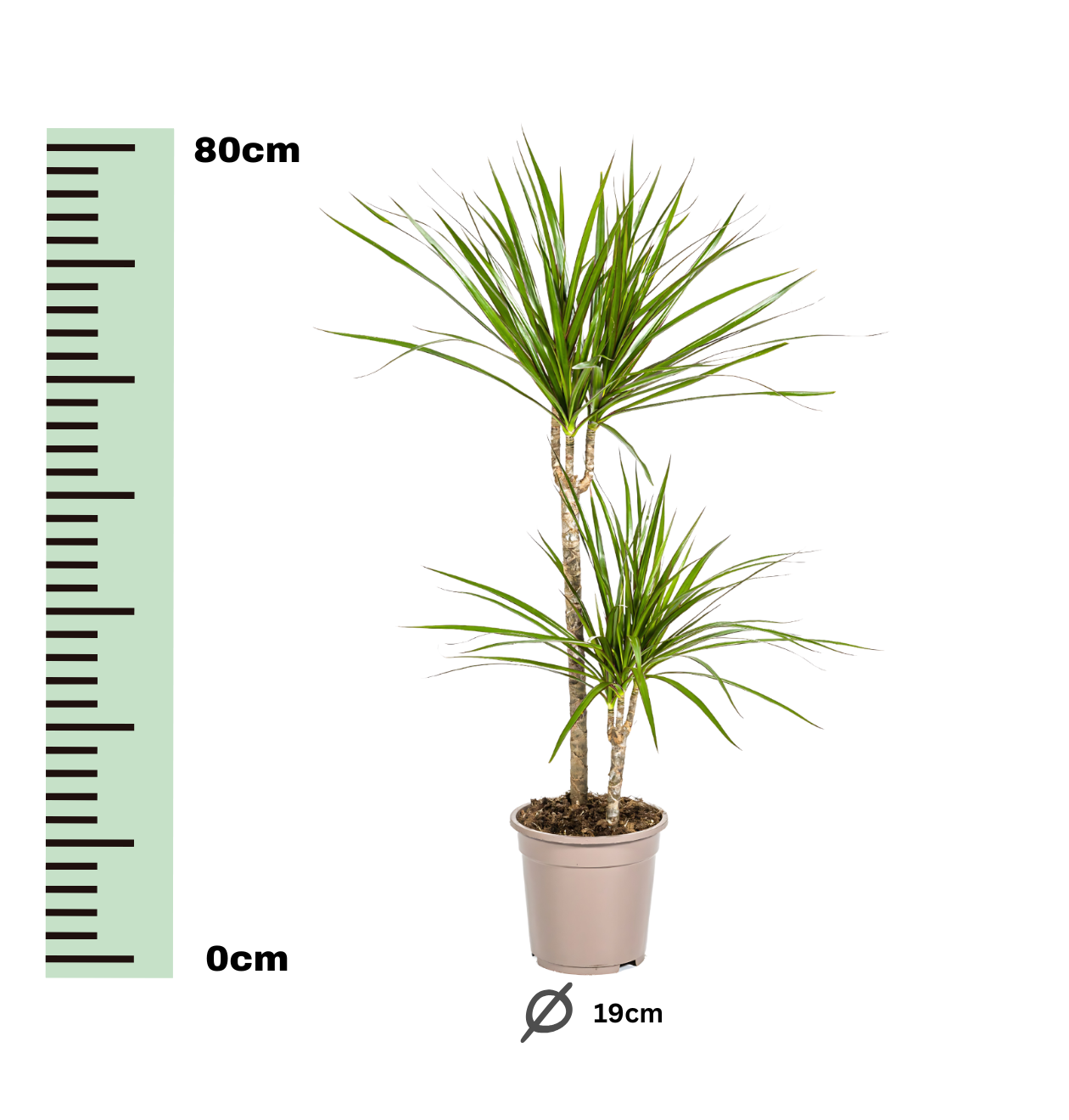 Dracaena Marginata “Green” | Drachenbaum | +/- 80cm | ø 19cm Topf