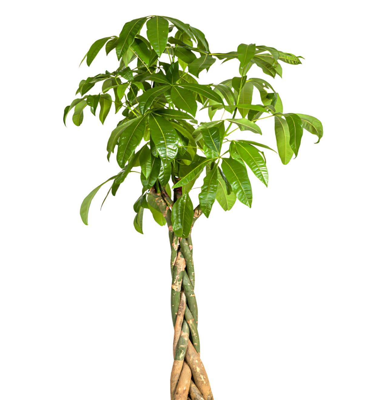 Pachira Aquatica | Glückskastanie | +/- 170-180cm | ø 30cm Topf