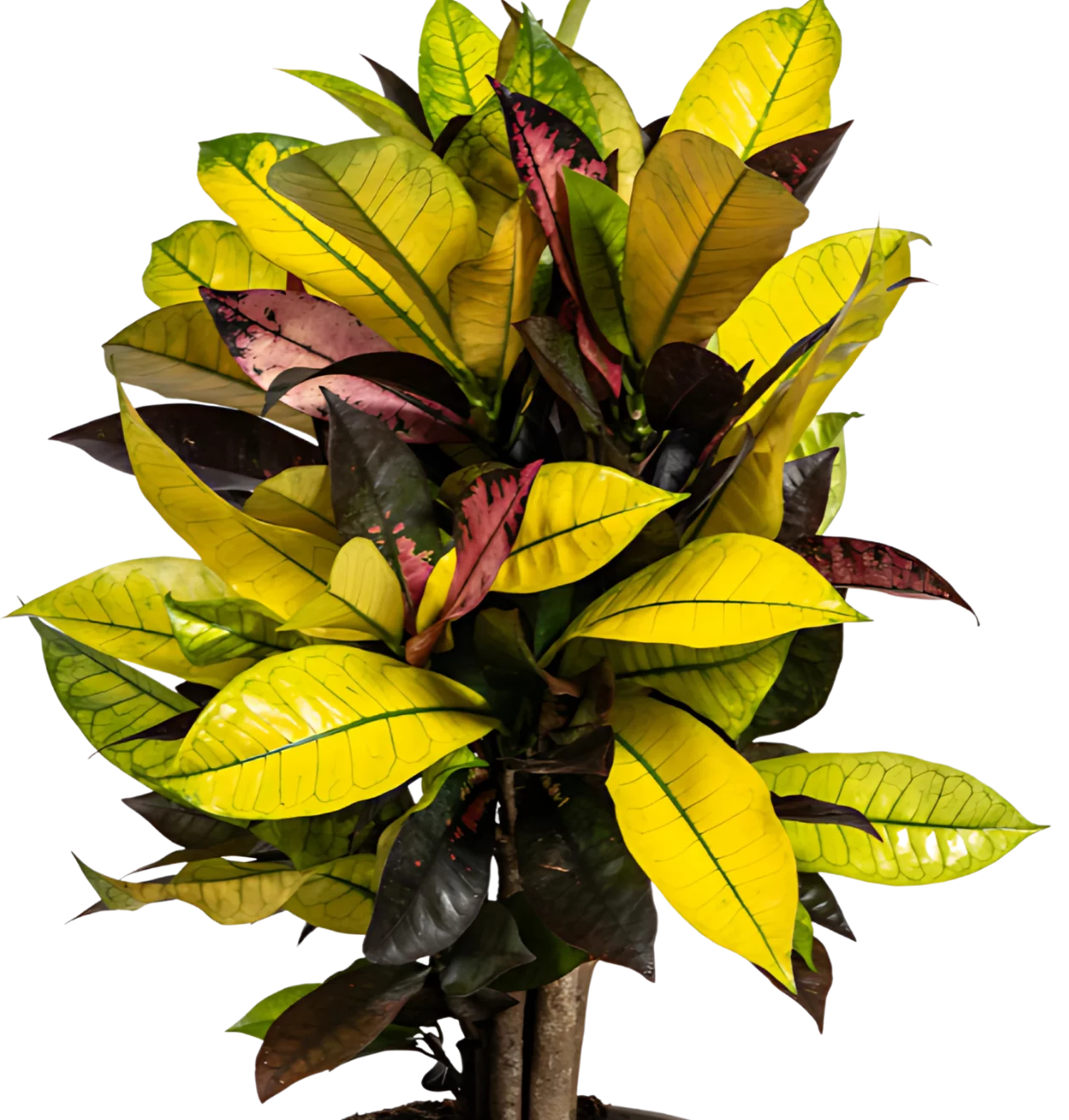 Codiaeum Croton “Iceton” | Wunderstrauch | +/- 50cm | ø 17cm Topf