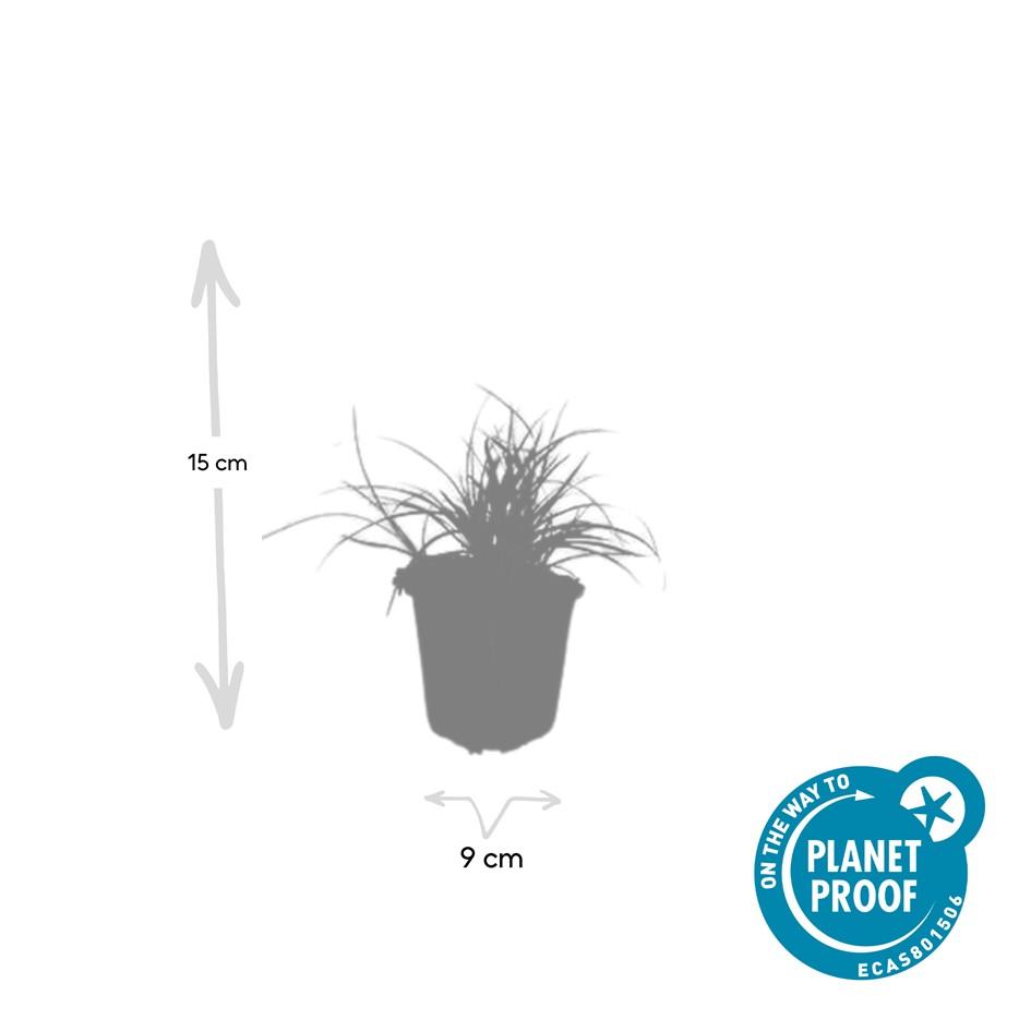 6x Luzula nivea - ↕10-25cm - Ø9cm