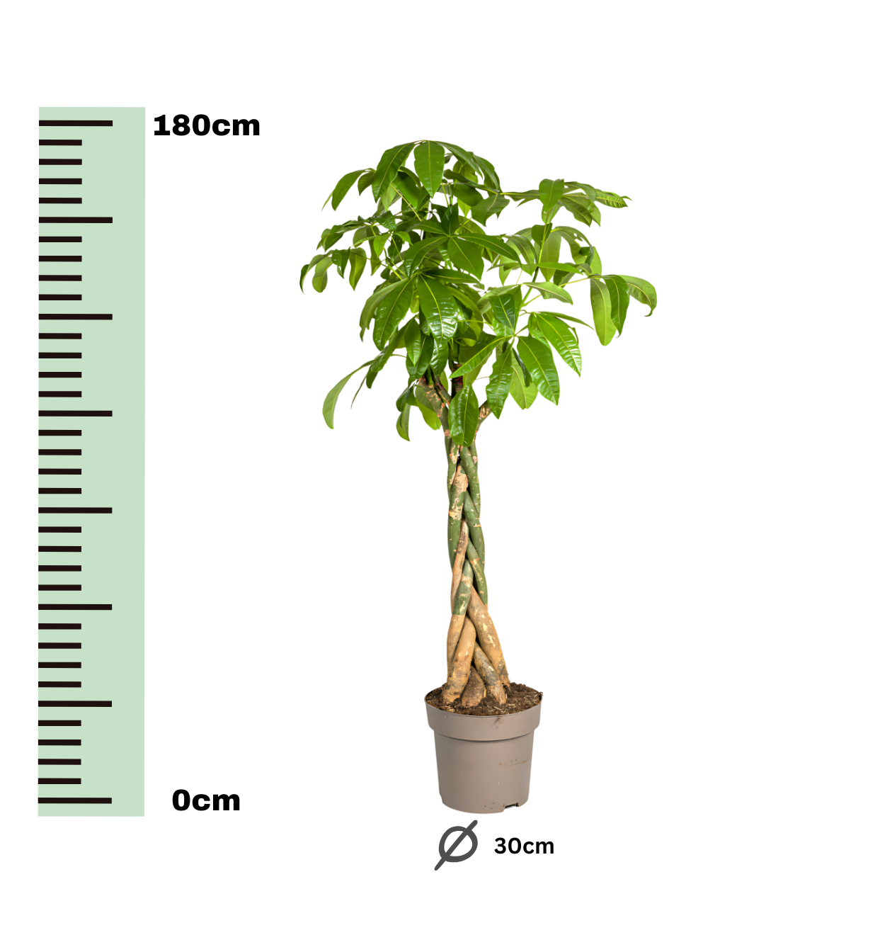 Pachira Aquatica | Glückskastanie | +/- 170-180cm | ø 30cm Topf
