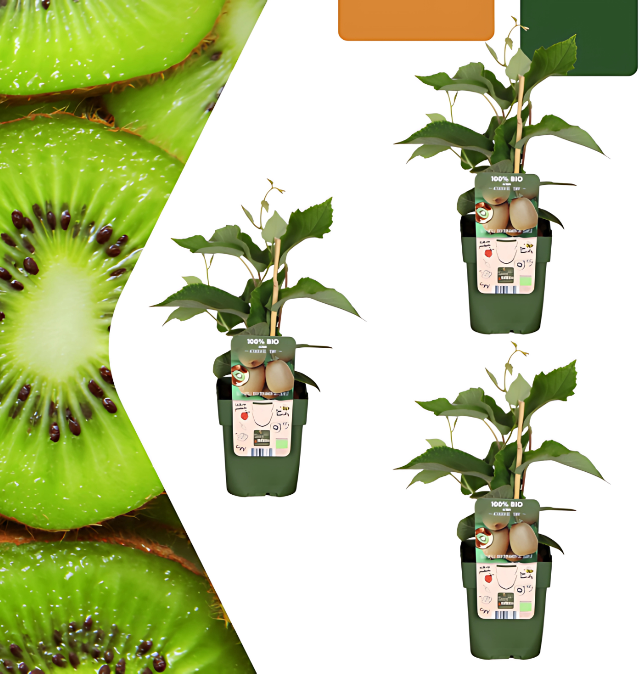 Bio Kiwipflanzen (3 Stück) | +/- 20 cm | ø 13 cm