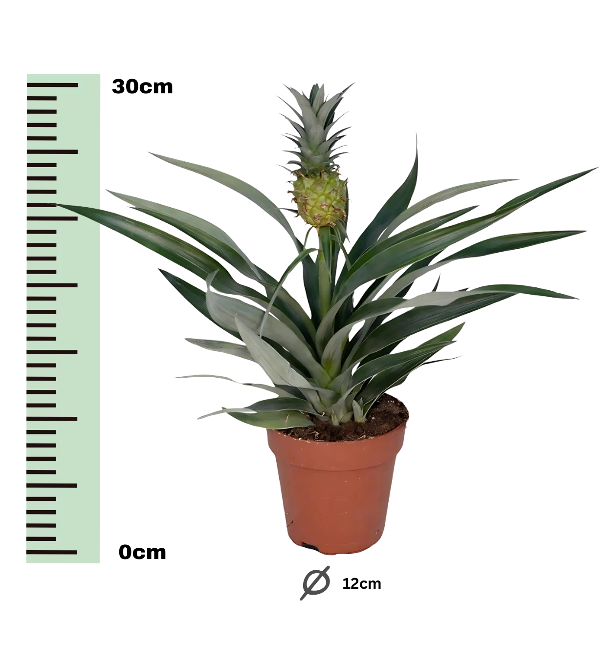 Bromelia “Ananas” | Ananaspflanze | +/- 30cm | ø 12cm Topf