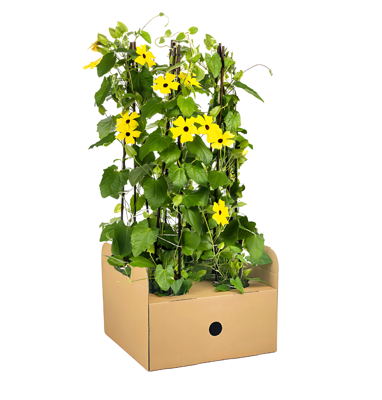 Thunbergia alata “Sunny Susy Yellow” | Schwarzäugige Susanne | +/- 60cm | ø 13cm