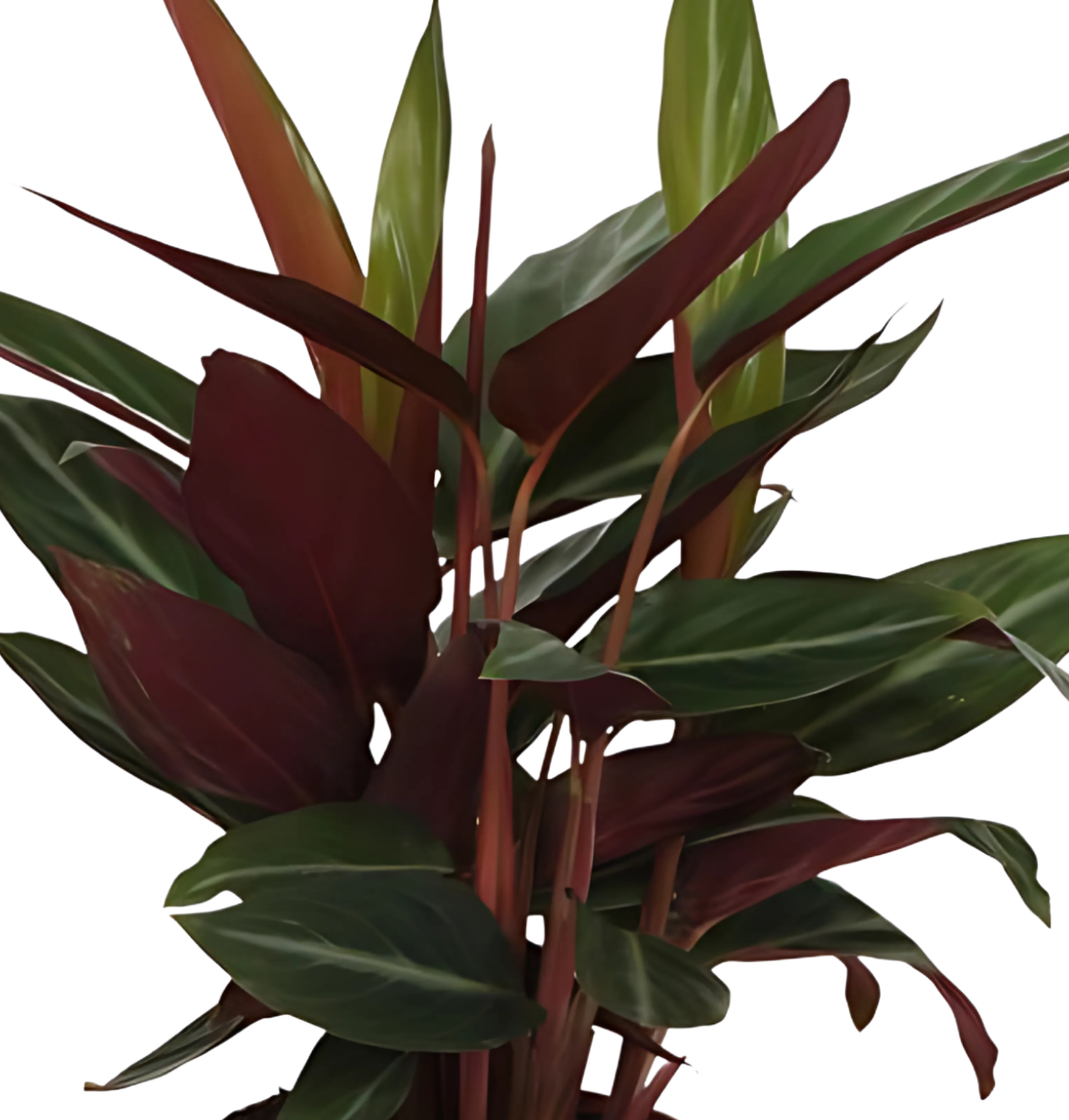 Calathea “Stripestar” | Korbmarante | +/- 40cm | ø 12cm Topf