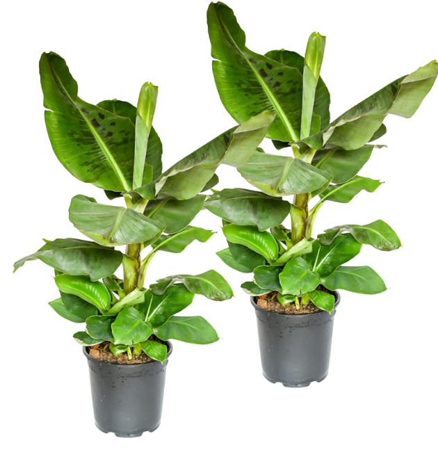 2er-Set Musa | Bananenpflanze | +/- 50-60cm | ø 12-15cm Topf 