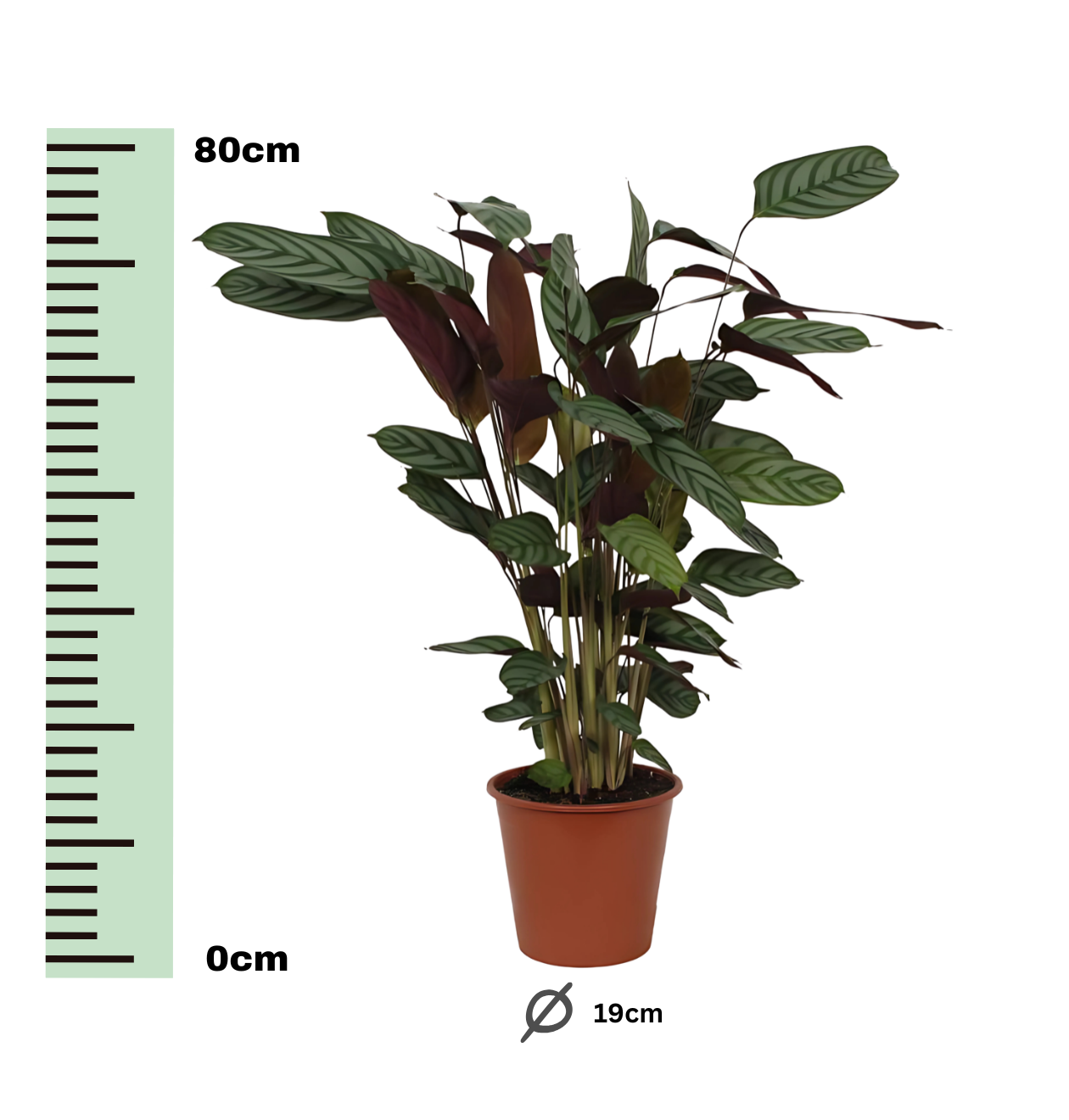 Calathea “Compactstar” | Korbmarante | +/- 80cm | ø 19cm Topf