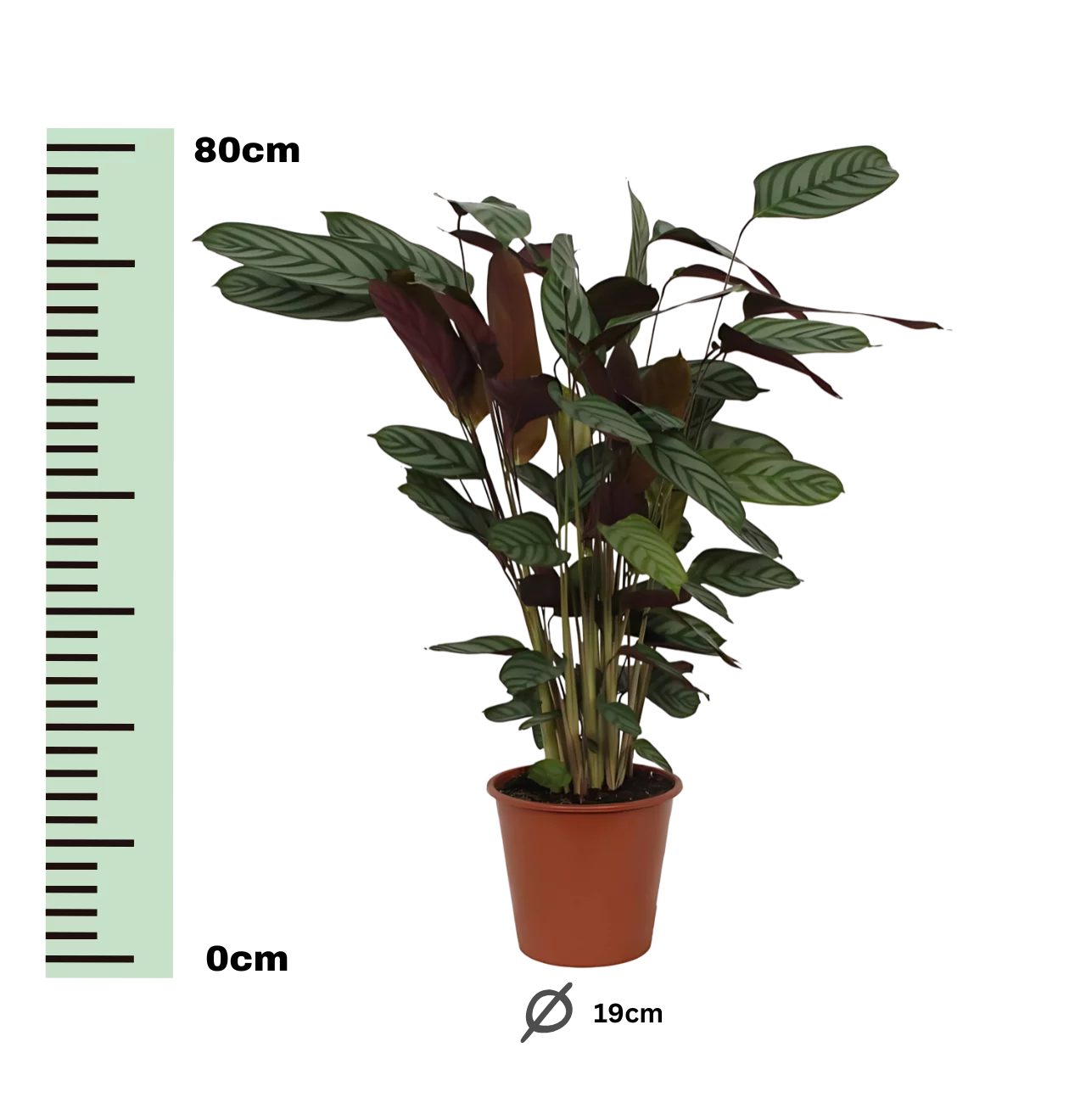 Calathea “Compactstar” | Korbmarante | +/- 80cm | ø 19cm Topf