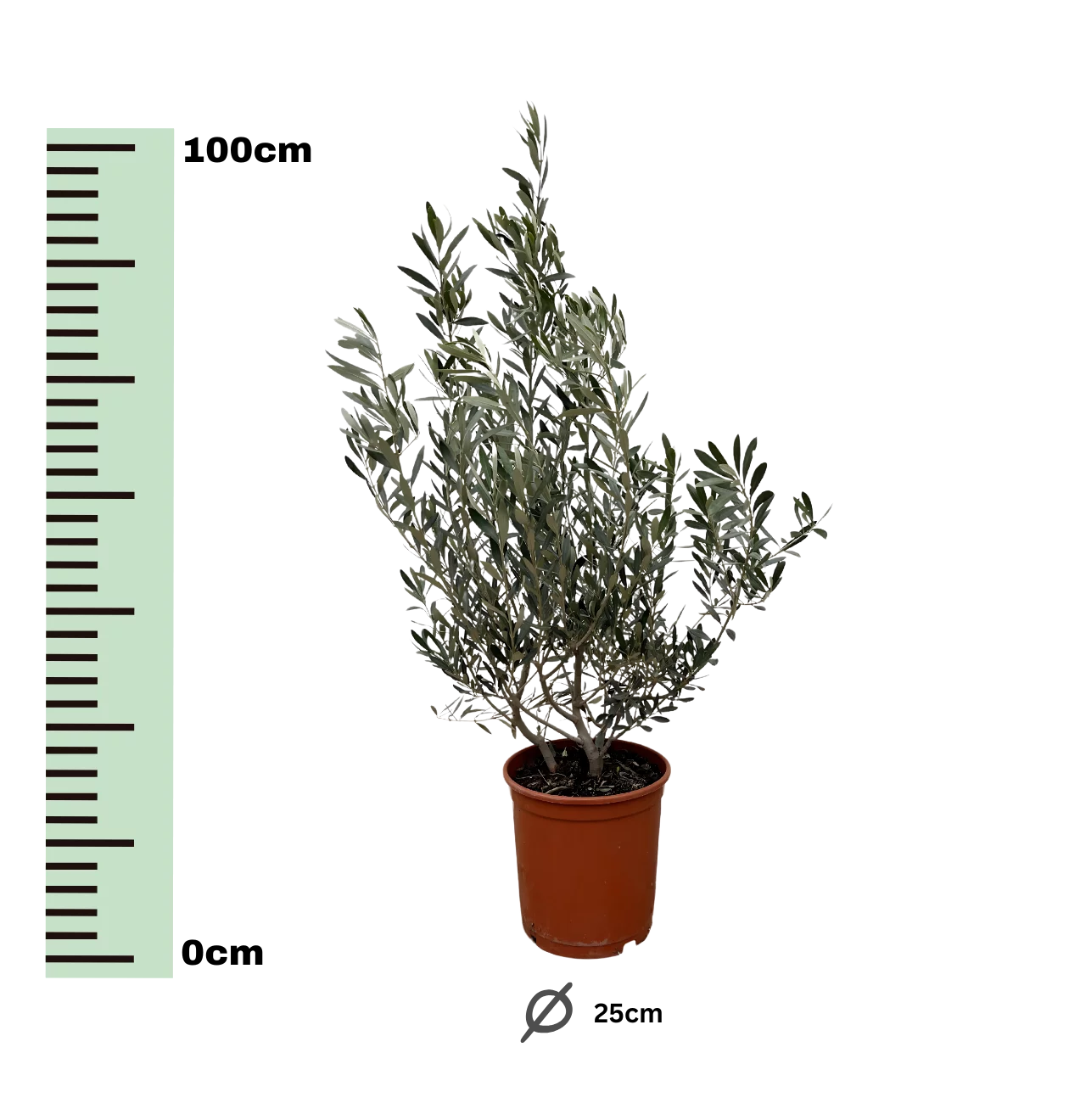 Olea Europaea “Struik” | Olivenbaum Strauch | +/- 100cm | ø 25cm Topf