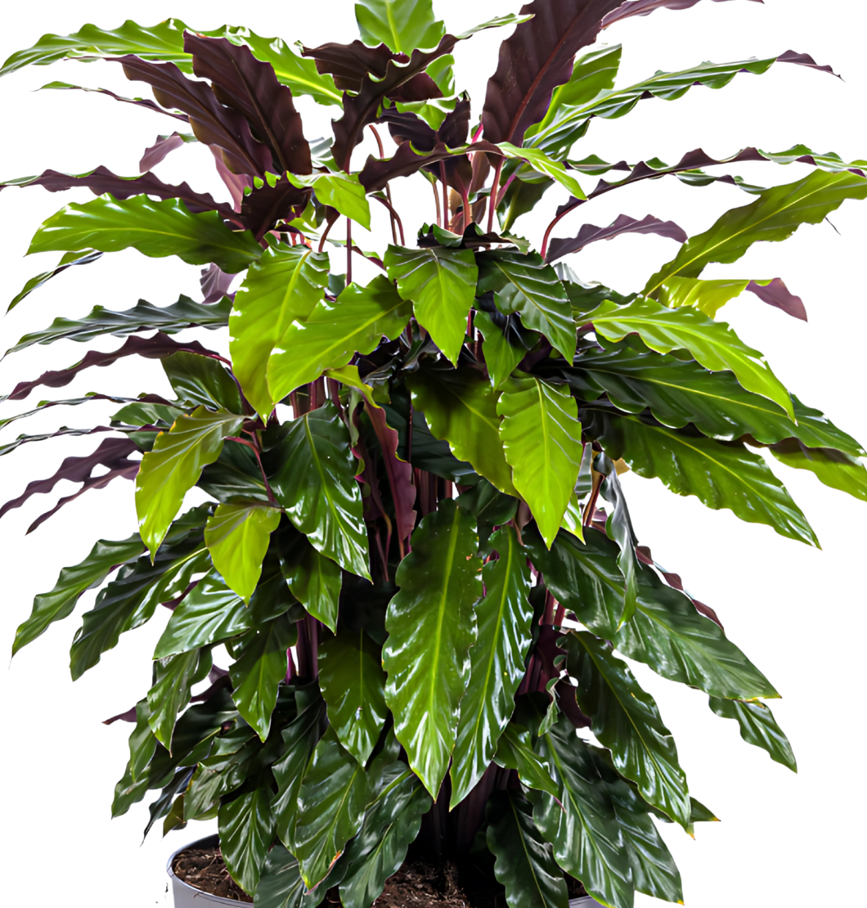 Calathea “Rufibarba” | Korbmarante | +/- 70cm | ø 27cm Topf