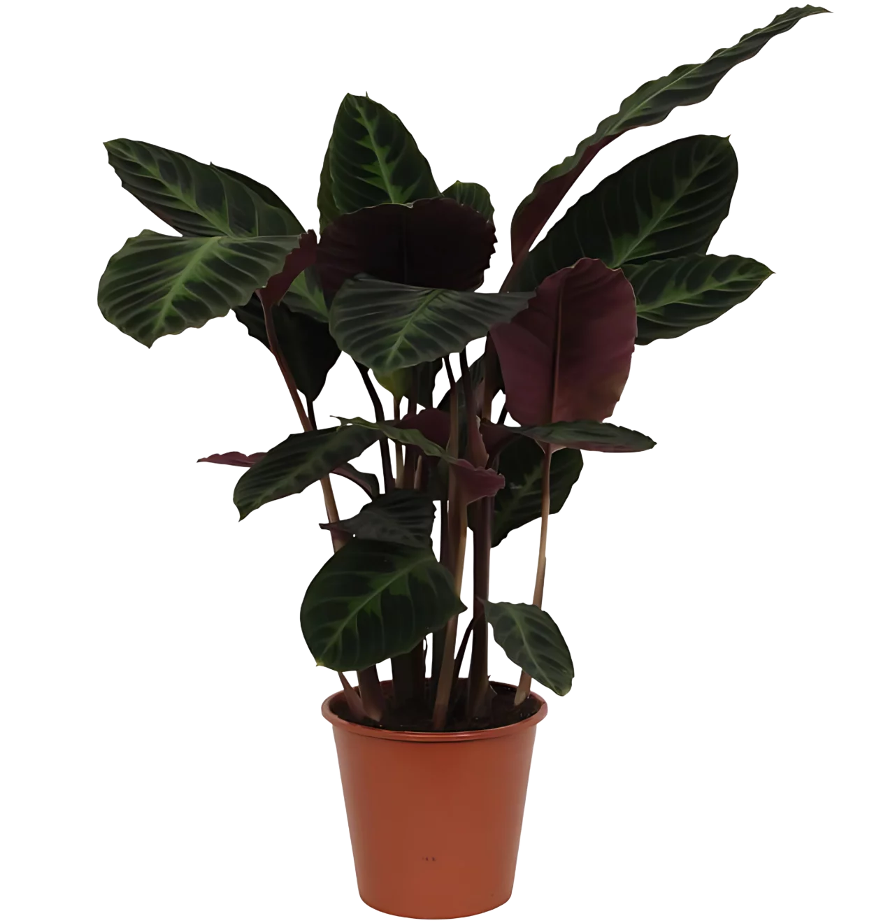 Calathea “Warsceviczii” | Korbmarante | +/- 80cm | ø 19cm Topf