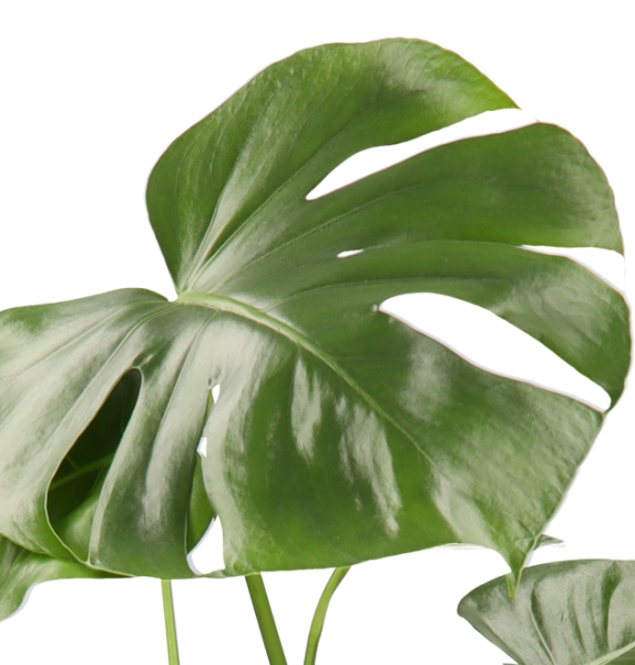 5er Set Luftreinigende Pflanzen | Monstera | Einblatt | Dieffenbachie | Goldfruchtpalme | Calathea | +/- 40-50cm | ø 12-15cm Topf