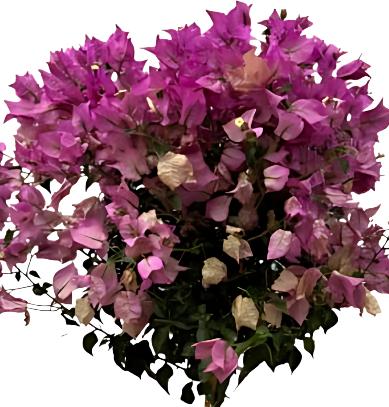 Bougainvillea auf Stamm | Drillingsblume | +/- 110cm | ø 25cm