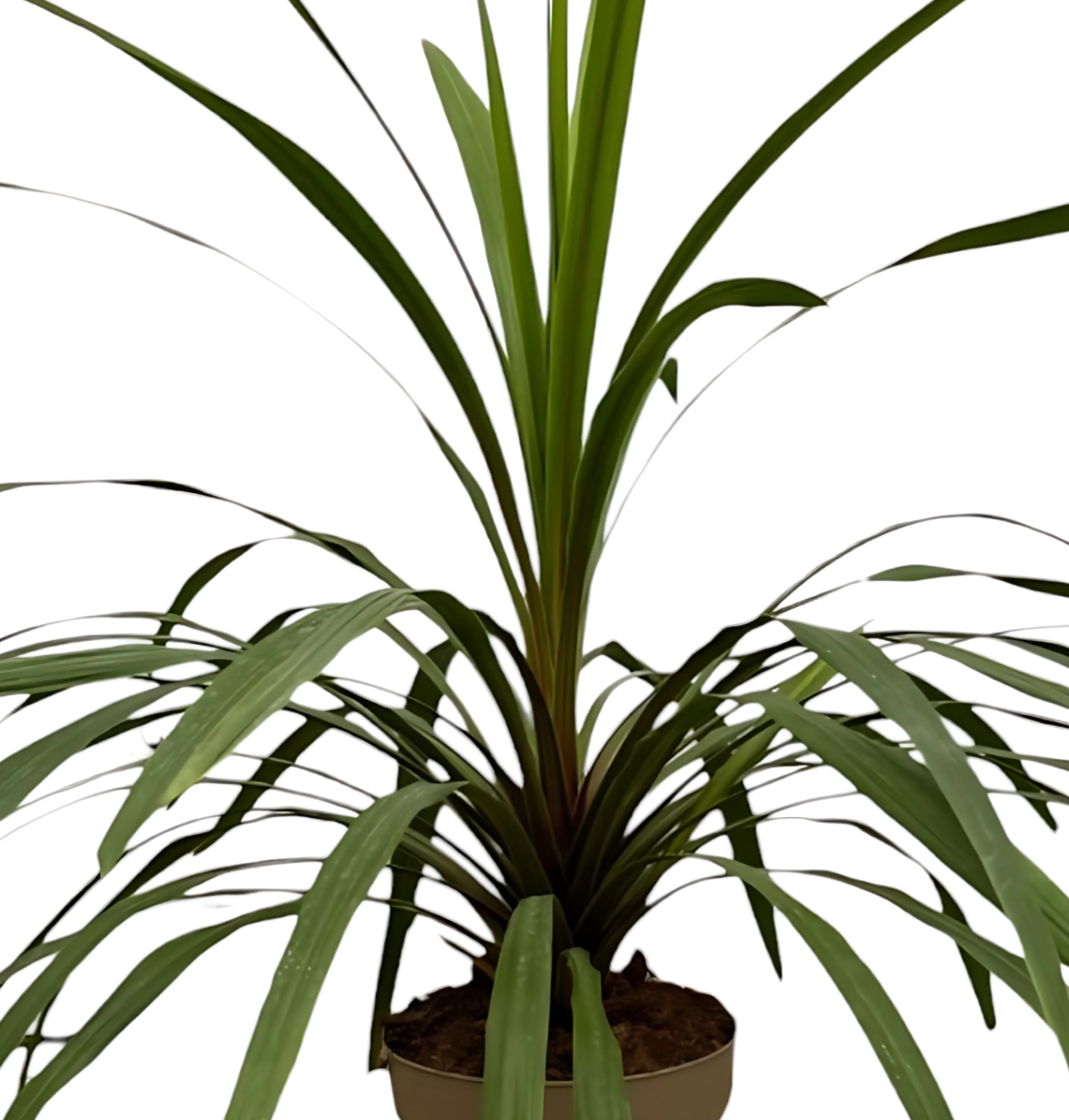 Cordyline “Peko” | Keulenlilie | +/- 90cm | ø 24cm