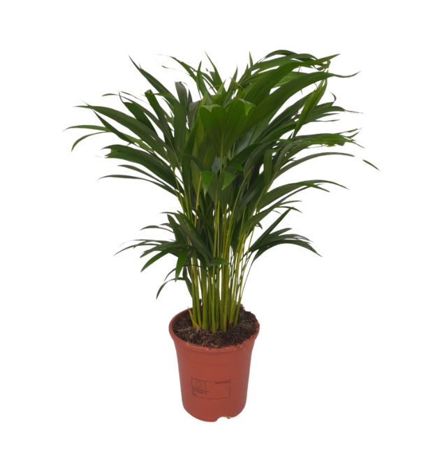 7er Set | Monstera | Einblatt | Dieffenbachie | Drachenbaum | Korbmarante | Goldfruchtpalme | Zimmerzypresse | +/- 40-60cm | ø 12-15cm Topf