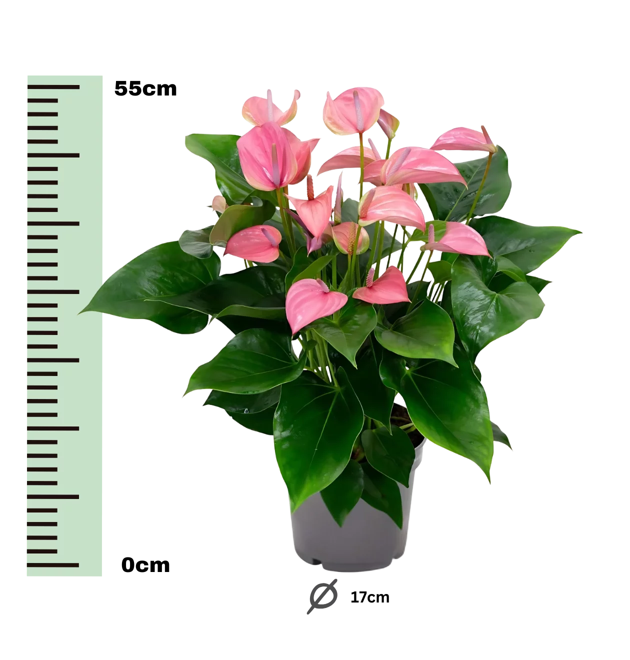 Anthurium “Karma Joli” | Flamingoblume | +/- 55cm | ø 17cm Topf