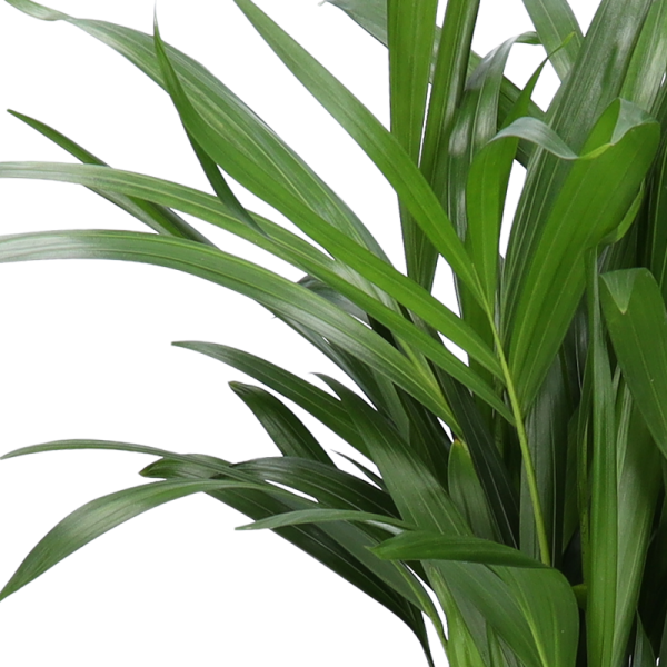 5er Set Luftreinigende Pflanzen | Monstera | Einblatt | Dieffenbachie | Goldfruchtpalme | Calathea | +/- 40-50cm | ø 12-15cm Topf