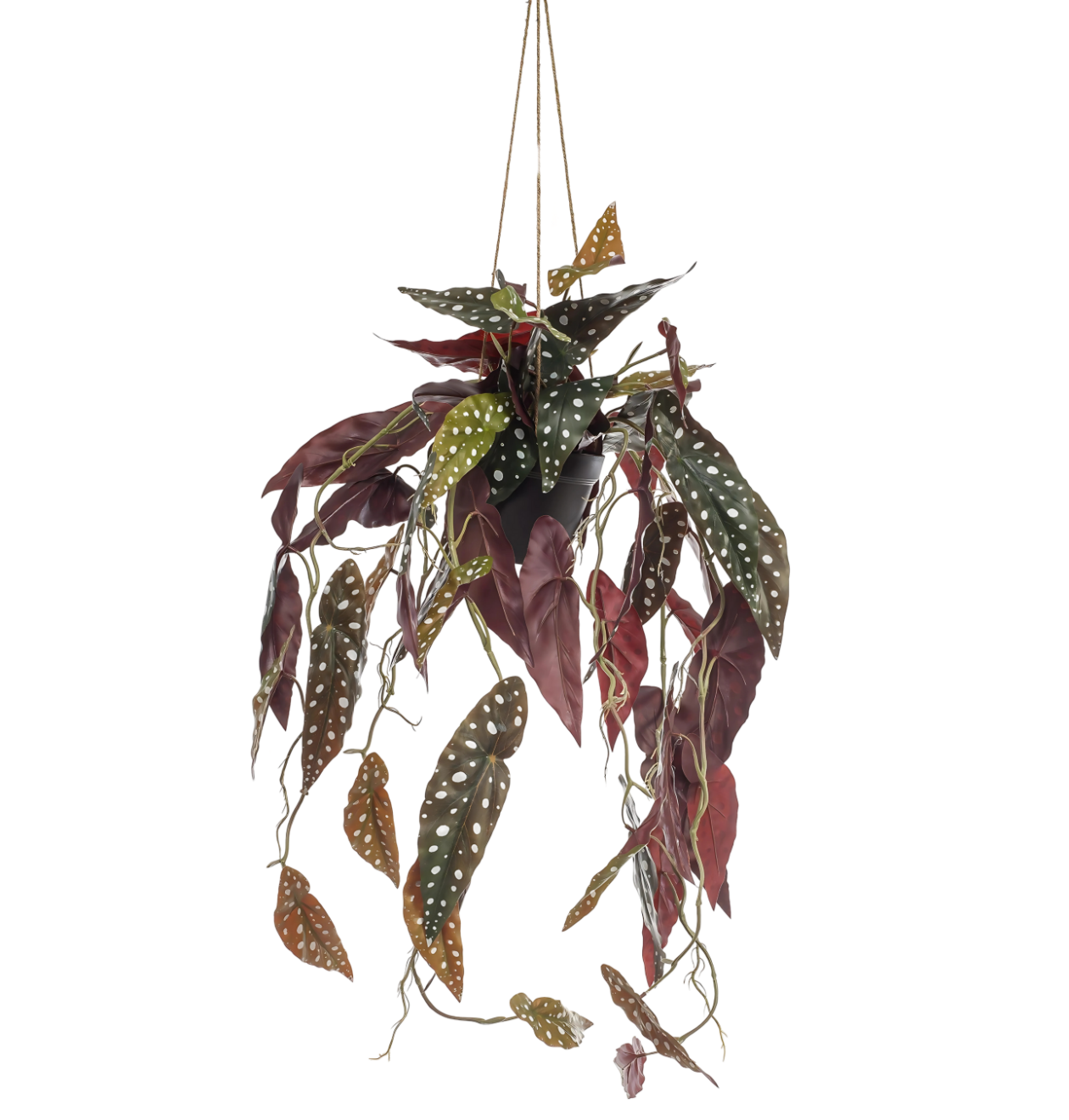 Künstliche Begonia “Maculata” | Stippenbegonia | +/- 80cm | ø 18cm Topf