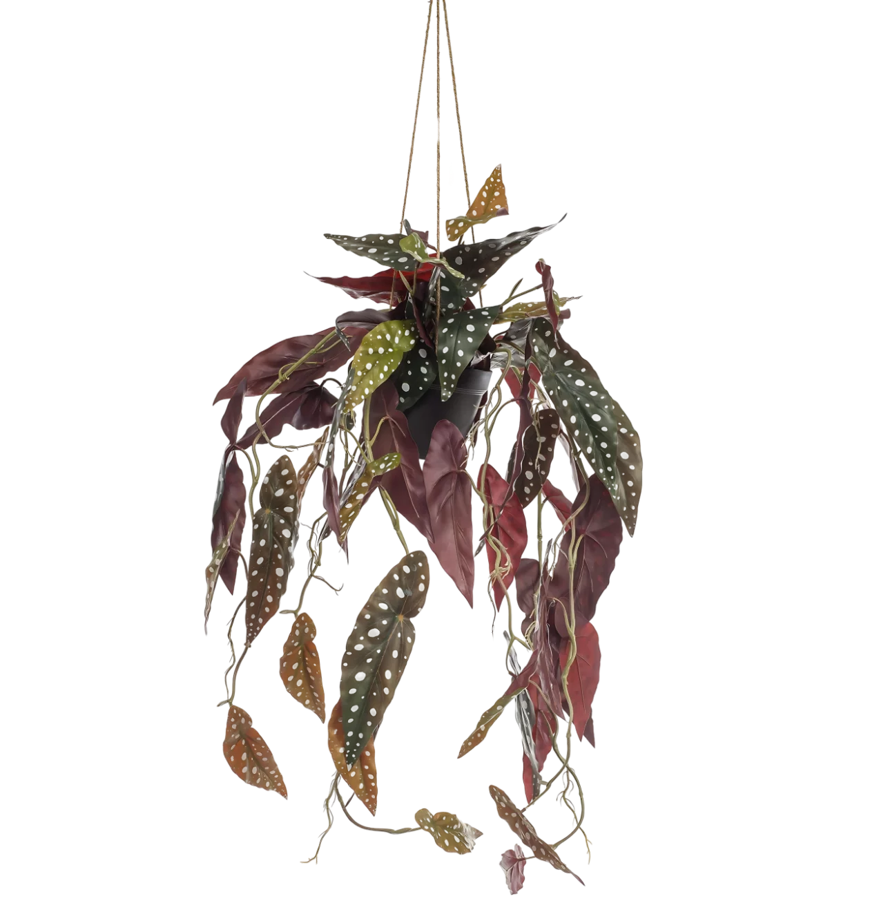 Künstliche Begonia “Maculata” | Stippenbegonia | +/- 80cm | ø 18cm Topf