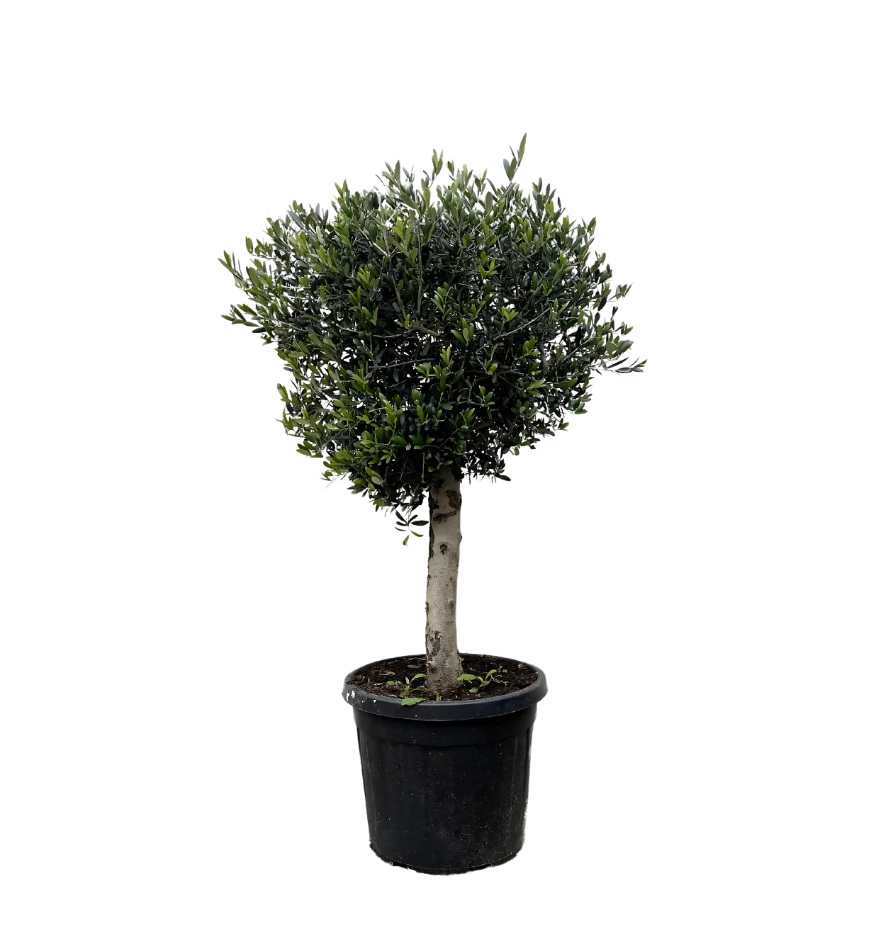 Olea Europaea “Lorc” | Olivenbaum | +/- 180cm | ø 50cm Topf