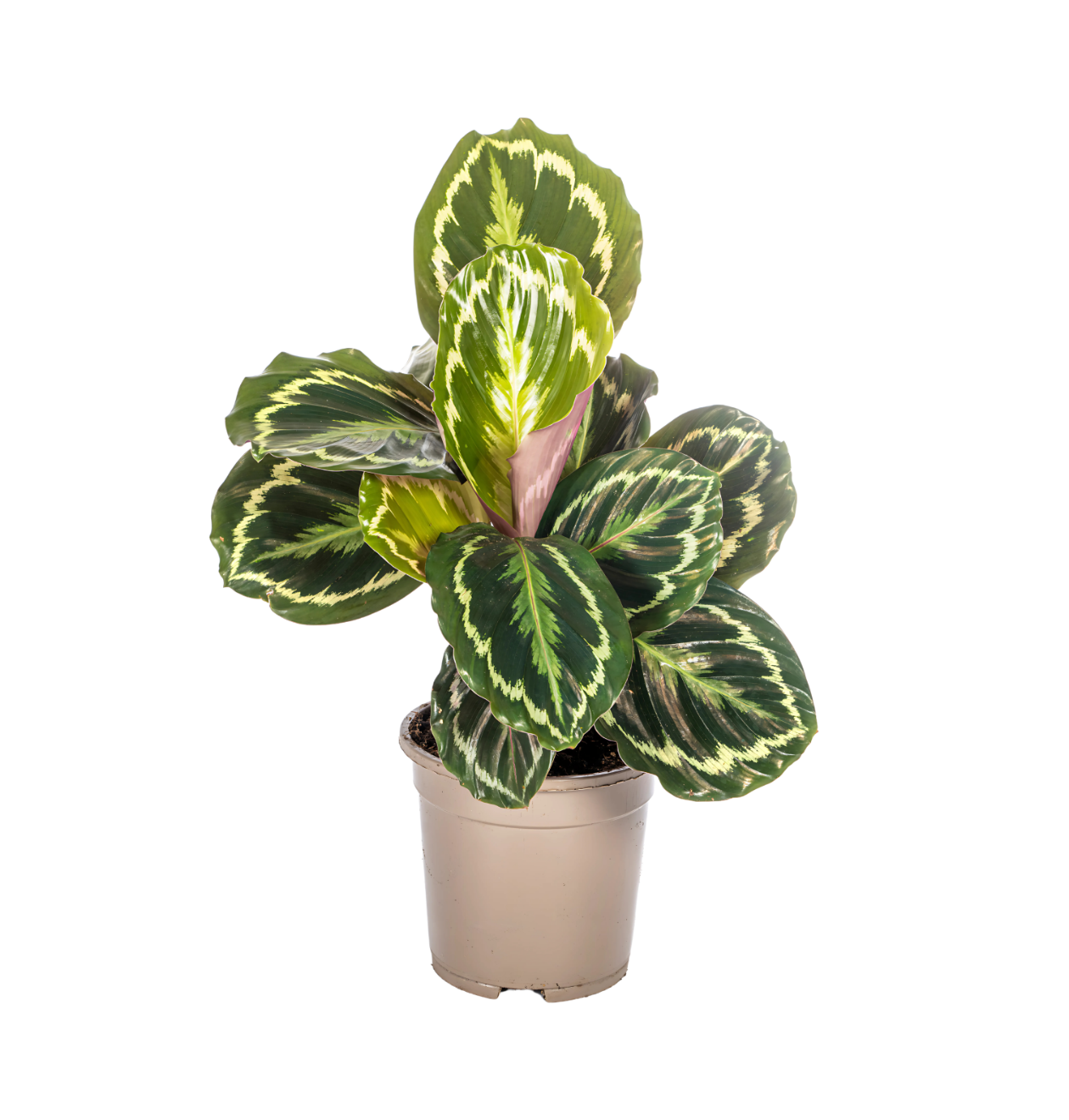 Calathea “Medallion” | Korbmarante | +/- 45cm | ø 17cm Topf