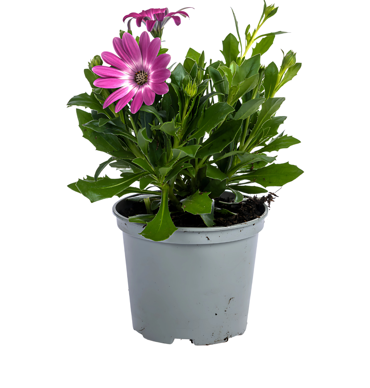 Osteospermum ecklonis “Mix” (8 Stück) | Kapmargerite | +/- 20cm | ø 12cm