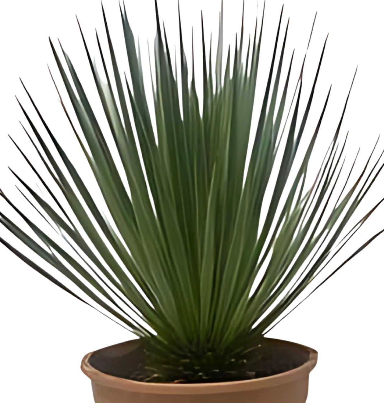 Yucca rostrata | Blaue Palmlilie | +/- 60cm | ø 24cm