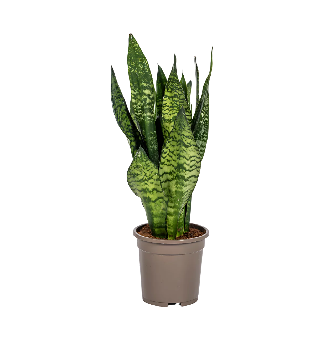 Sansevieria Trifasciata “Zeylanica Compacta” | Bogenhanf | +/- 60cm | ø 17cm Topf