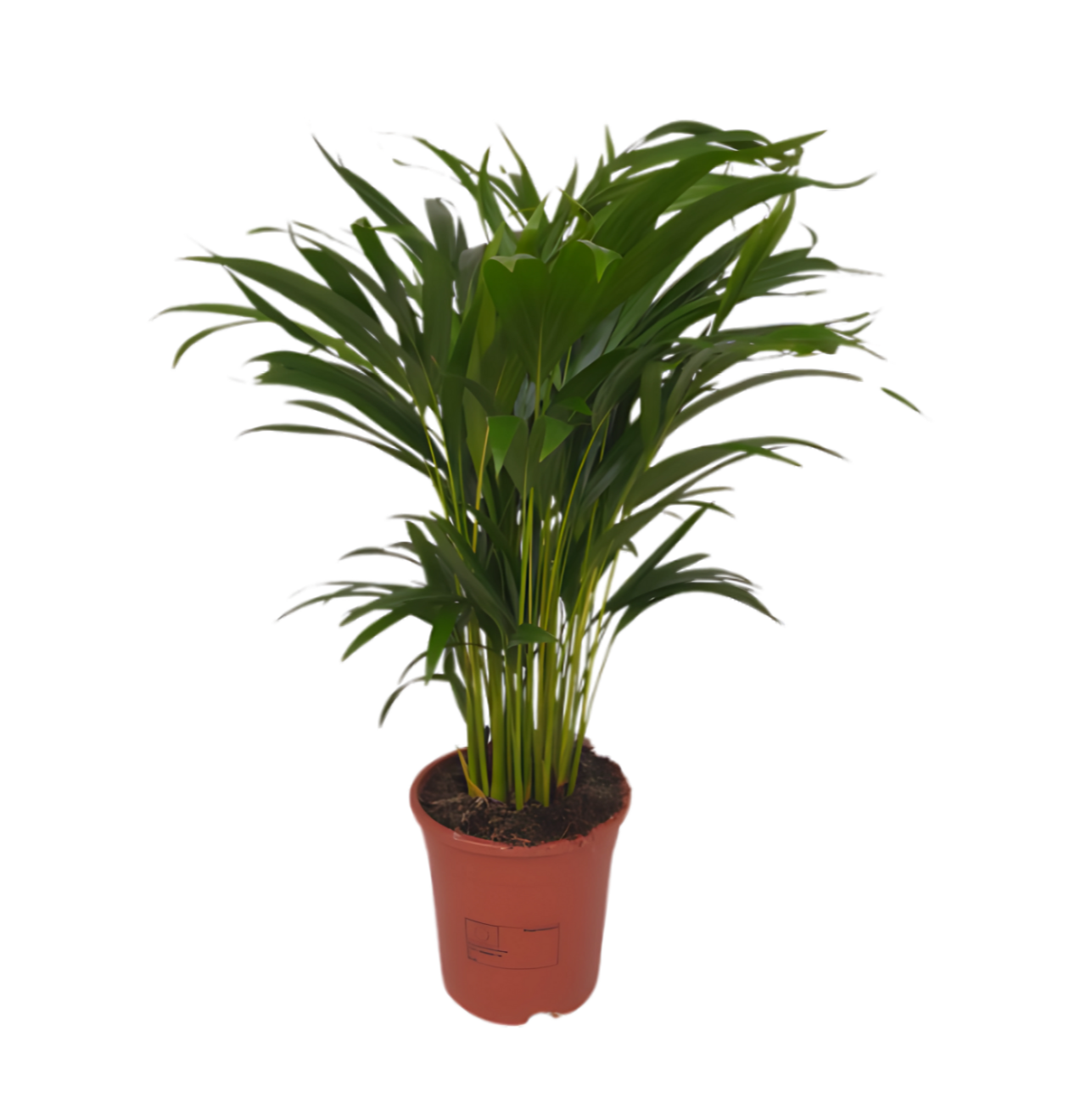 3er-Set Goldfruchtpalme | Areca-Palme | +/- 40-50cm | ø 12-15cm Topf