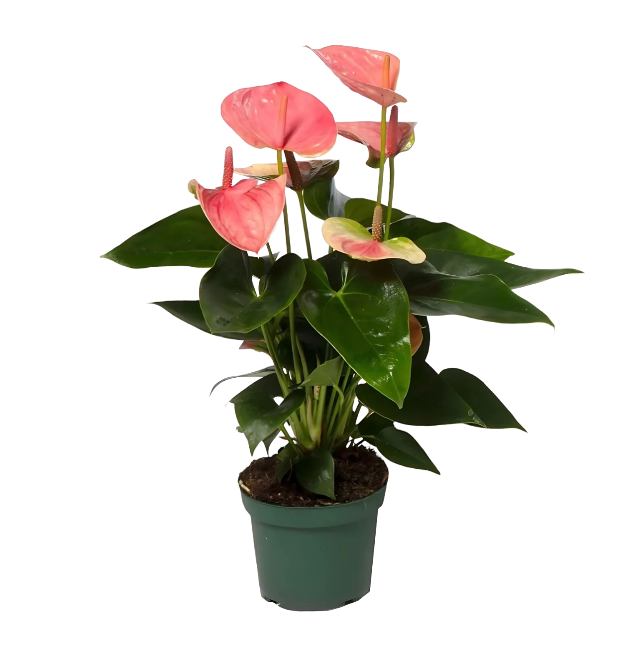 Anthurium “Sweet Dream” | Flamingoblume | +/- 35cm | ø 12cm Topf