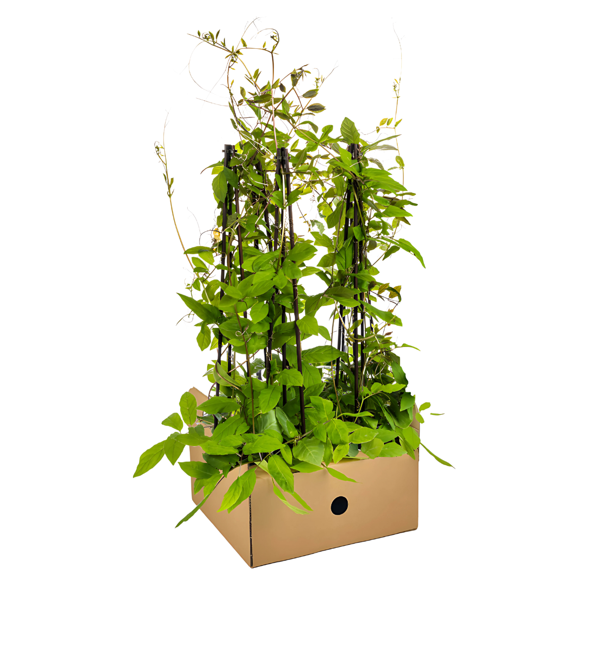 Cobea scandens “Violet Blue” (4 Stück) | Glockenrebe | +/- 60cm | ø 13cm