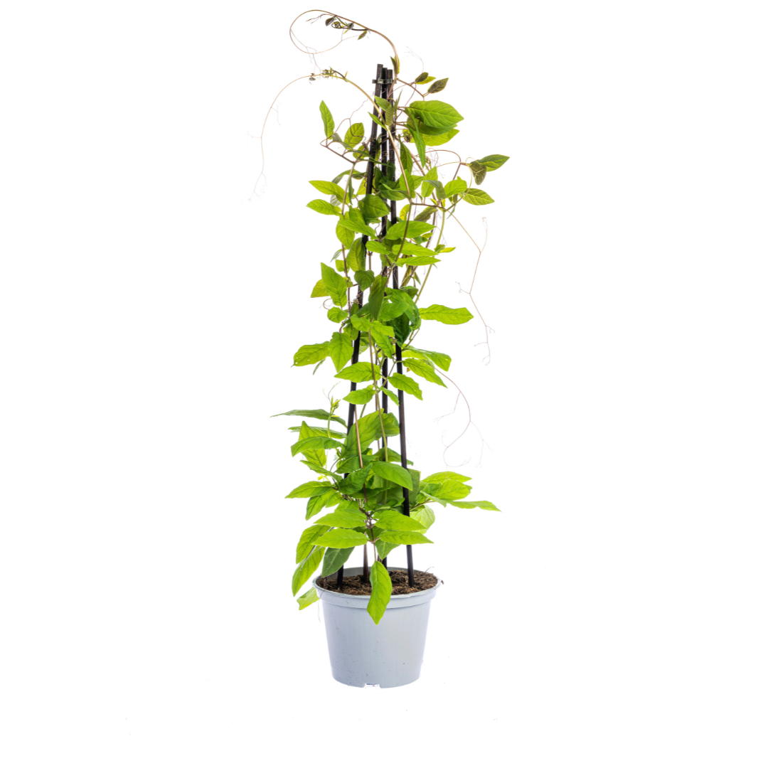4x Mix aus Kletterpflanzen: Rhodochiton, Cobea, Lathyrus & Ipomoea Ø13 cm - ↕60 cm