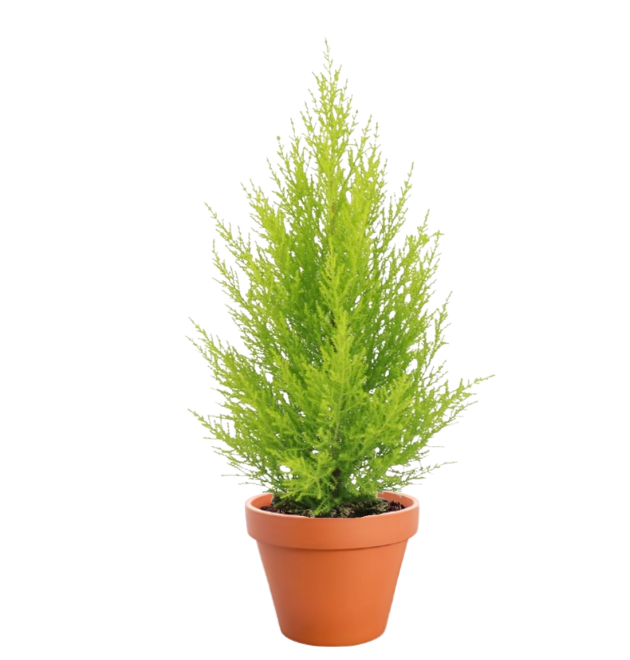7er Set | Monstera | Einblatt | Dieffenbachie | Drachenbaum | Korbmarante | Goldfruchtpalme | Zimmerzypresse | +/- 40-60cm | ø 12-15cm Topf
