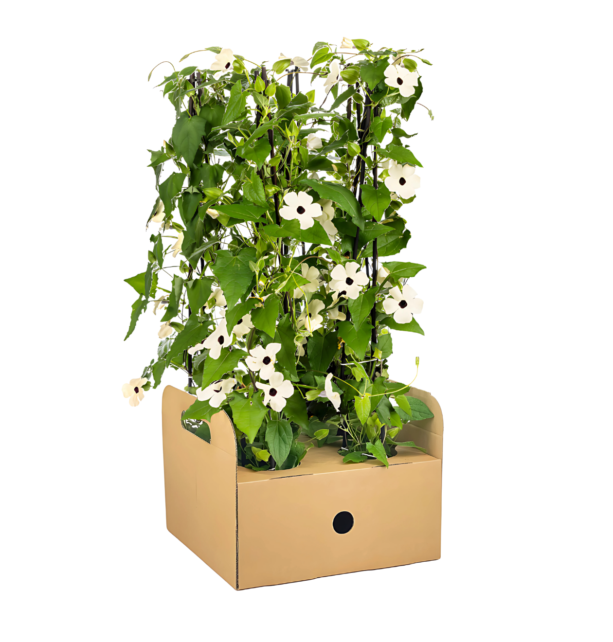 Thunbergia alata “Sunny Susy White” | Schwarzäugige Susanne | +/- 60cm | ø 13cm