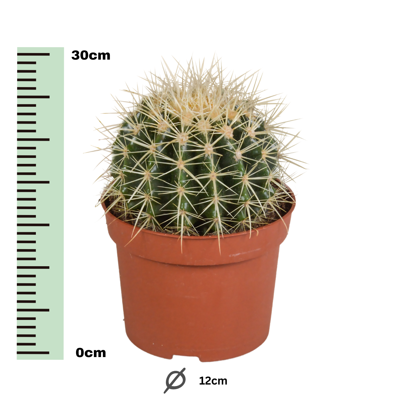 Echinocactus Grusonii | Goldkugelkaktus | +/- 20-30cm | ø 12cm Topf