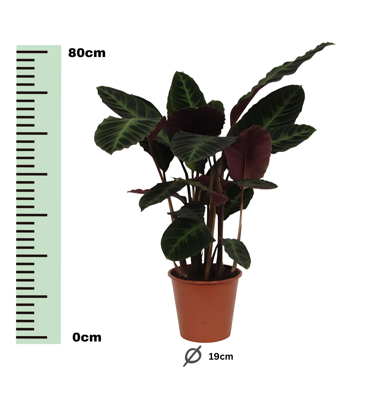 Calathea “Warsceviczii” | Korbmarante | +/- 80cm | ø 19cm Topf