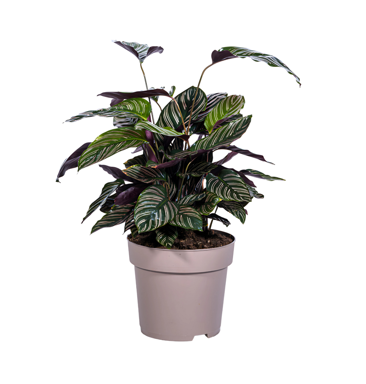 Calathea Ornata “Sanderiana” | Korbmarante | +/- 70cm | ø 27cm Topf