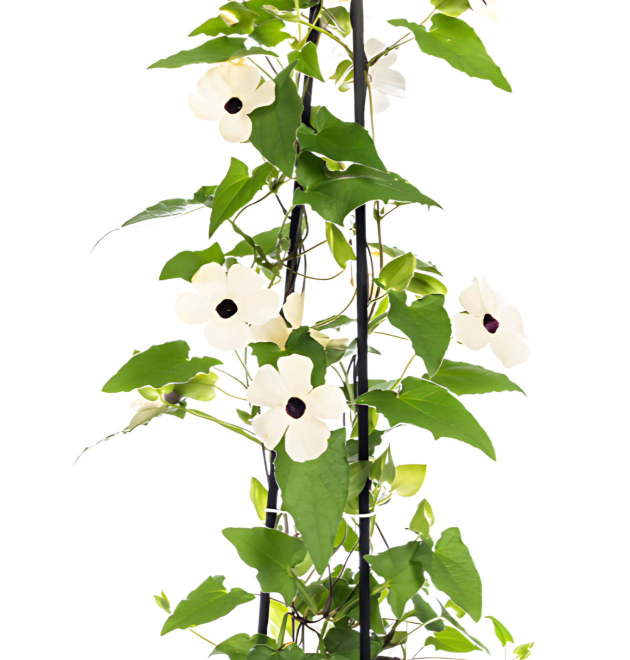 Thunbergia alata “Sunny Susy White” | Schwarzäugige Susanne | +/- 60cm | ø 13cm