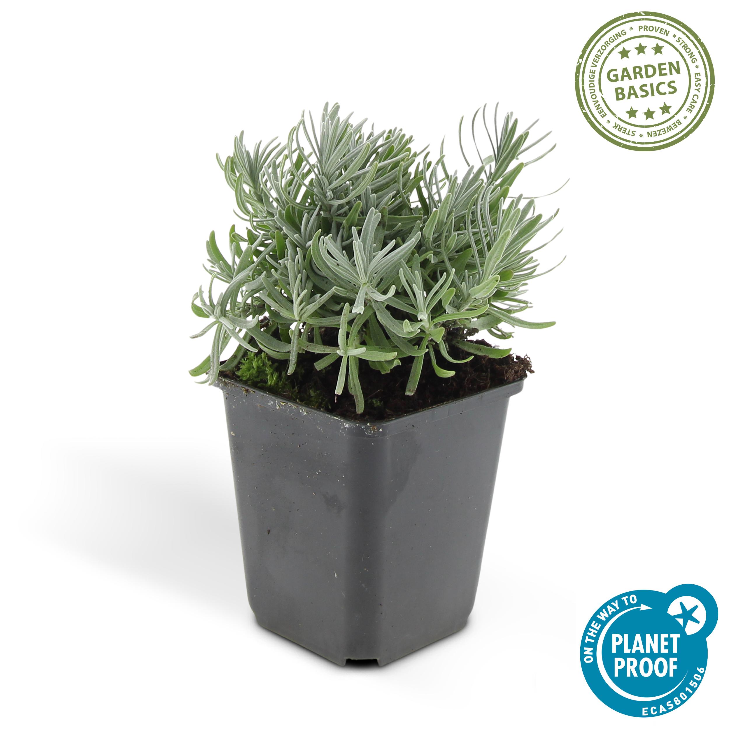 6x Lavandula 'Hidcote' - ↕10-25cm - Ø9cm