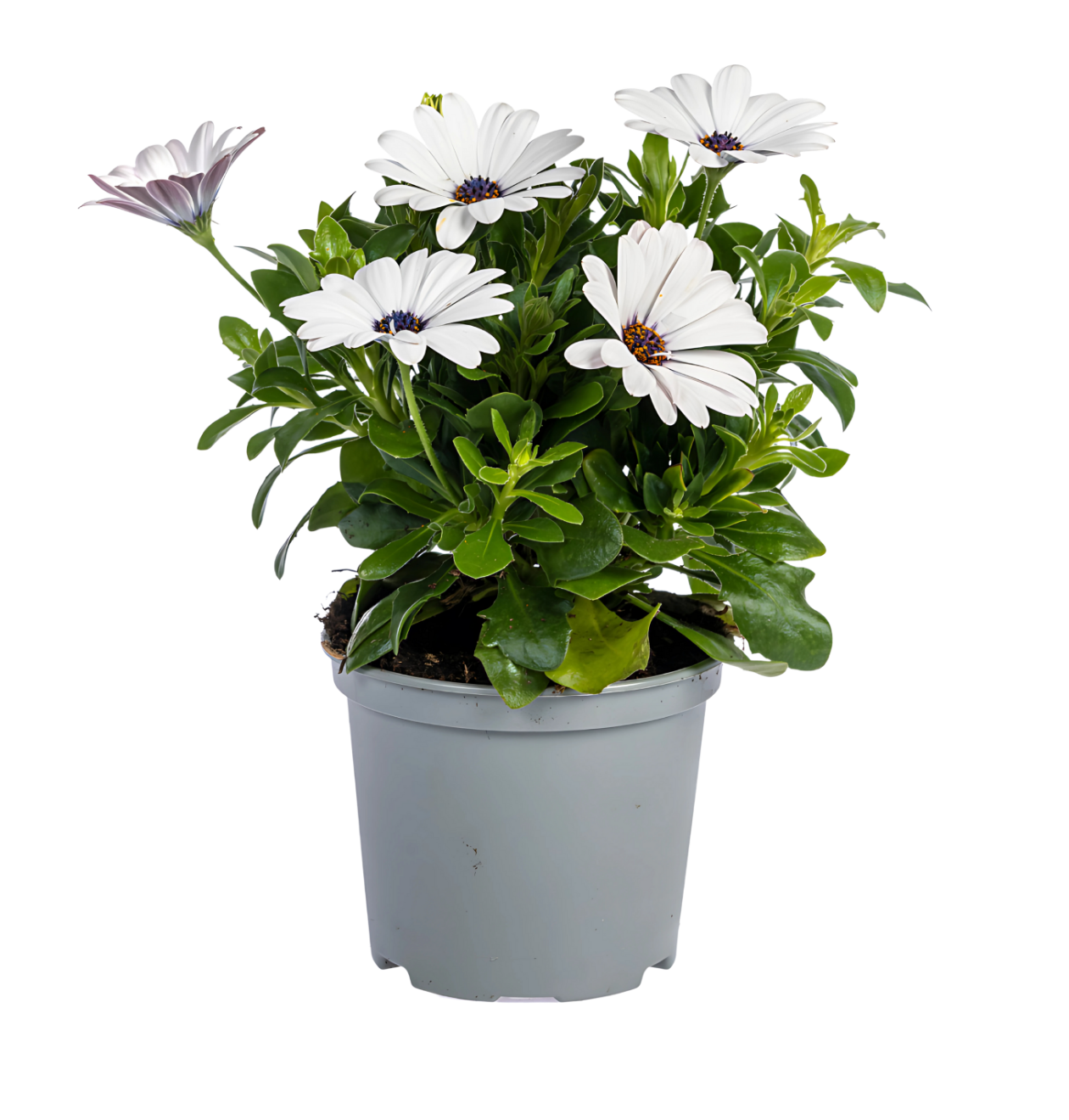 Osteospermum ecklonis “Weiß” (8 Stück) | Kapmargerite | +/- 20cm | ø 12cm