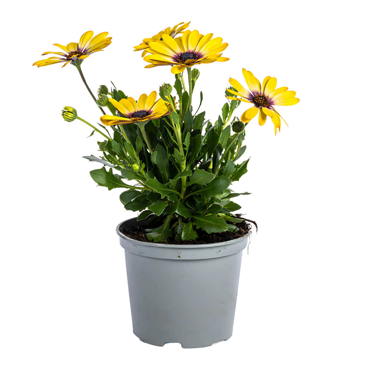 Osteospermum ecklonis “Mix” (8 Stück) | Kapmargerite | +/- 20cm | ø 12cm