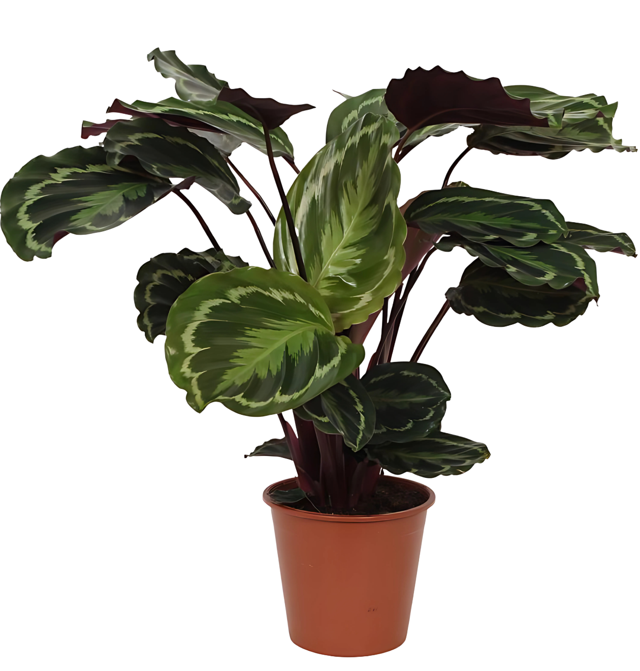 Calathea “Medallion” | Korbmarante | +/- 80cm | ø 19cm Topf
