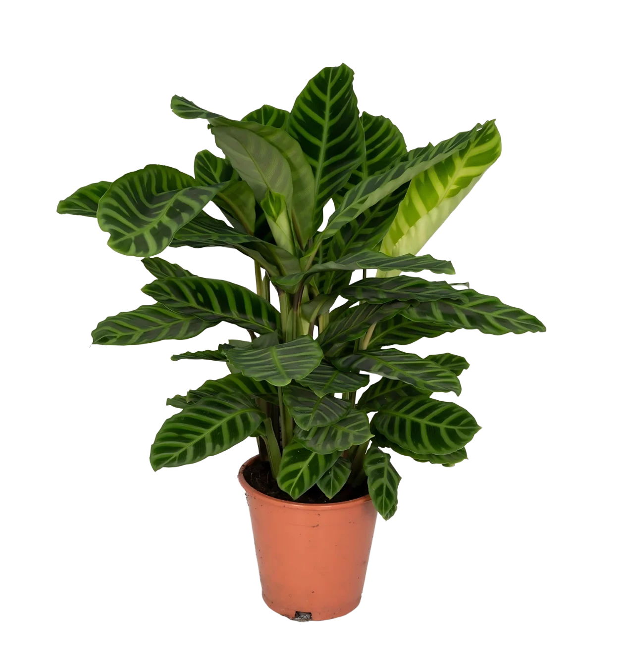Calathea “Zebrina” | Korbmarante | +/- 80cm | ø 19cm Topf