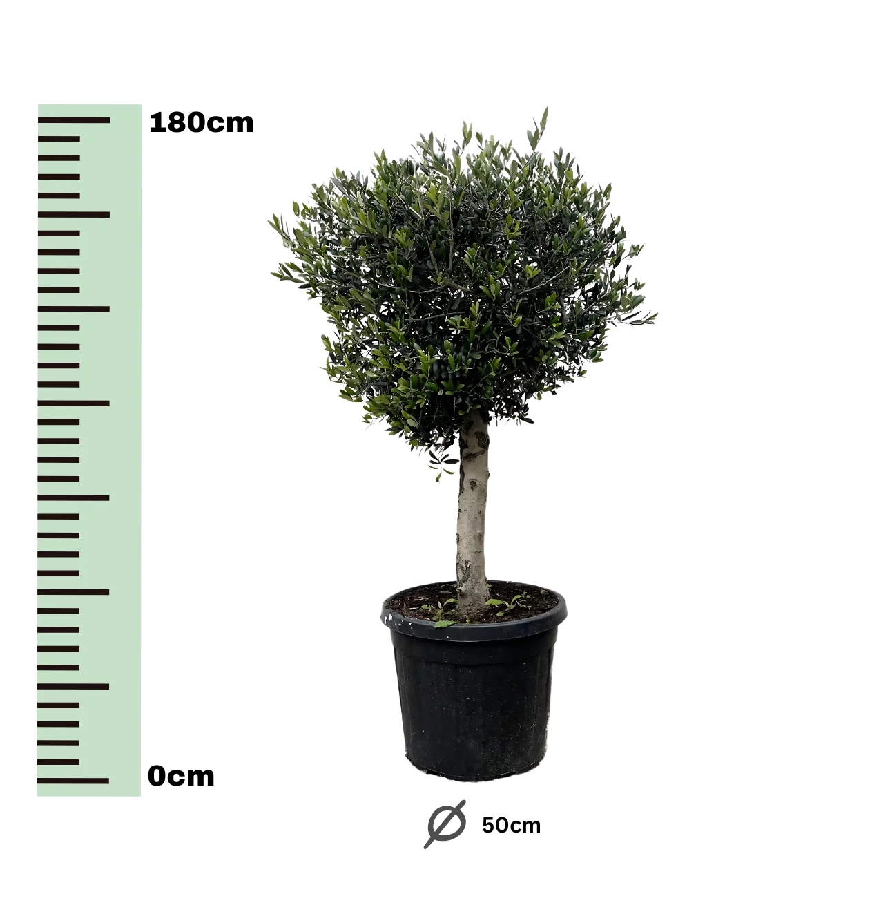 Olea Europaea “Lorc” | Olivenbaum | +/- 180cm | ø 50cm Topf