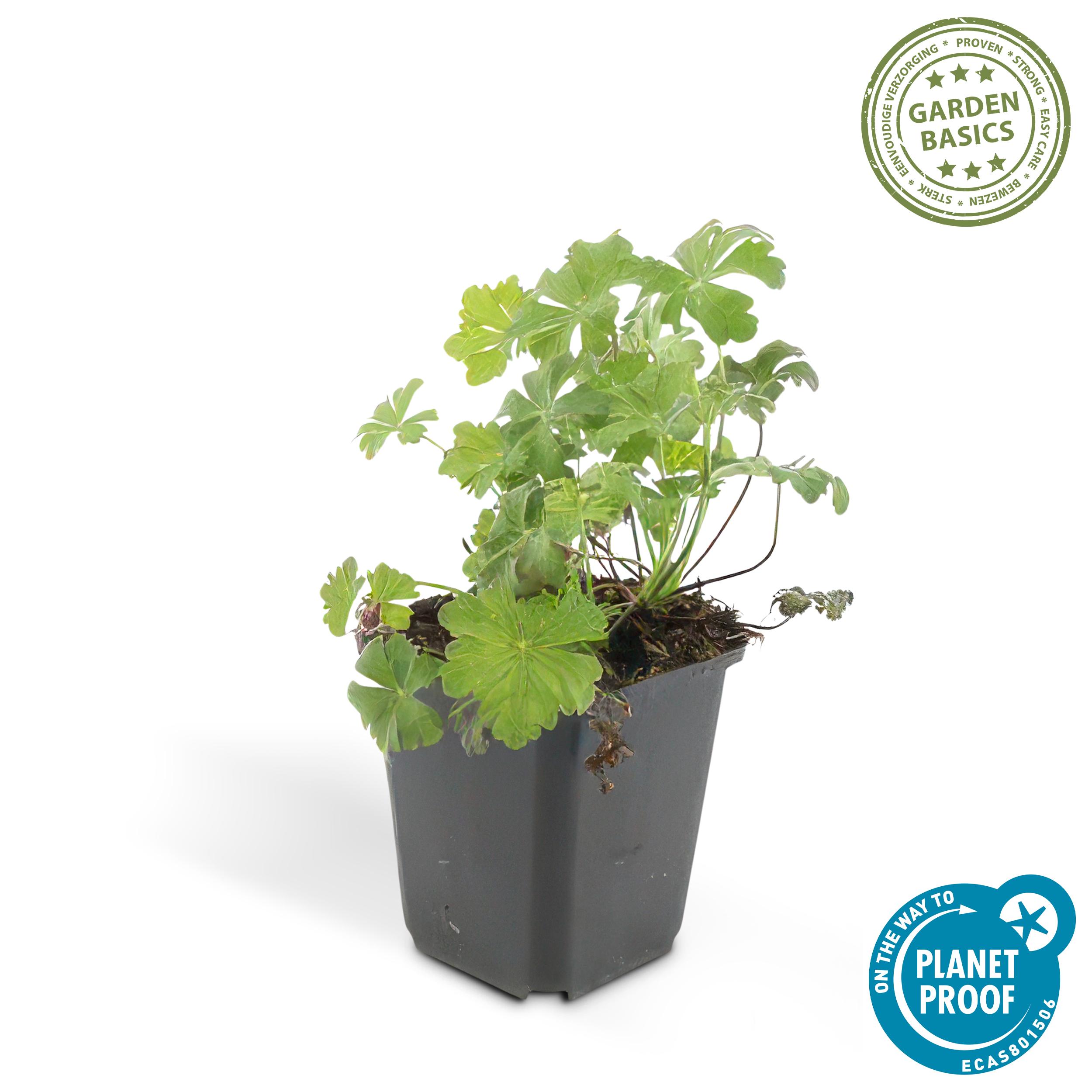 6x Geranium cant. 'Biokovo' - ↕10-25cm - Ø9cm
