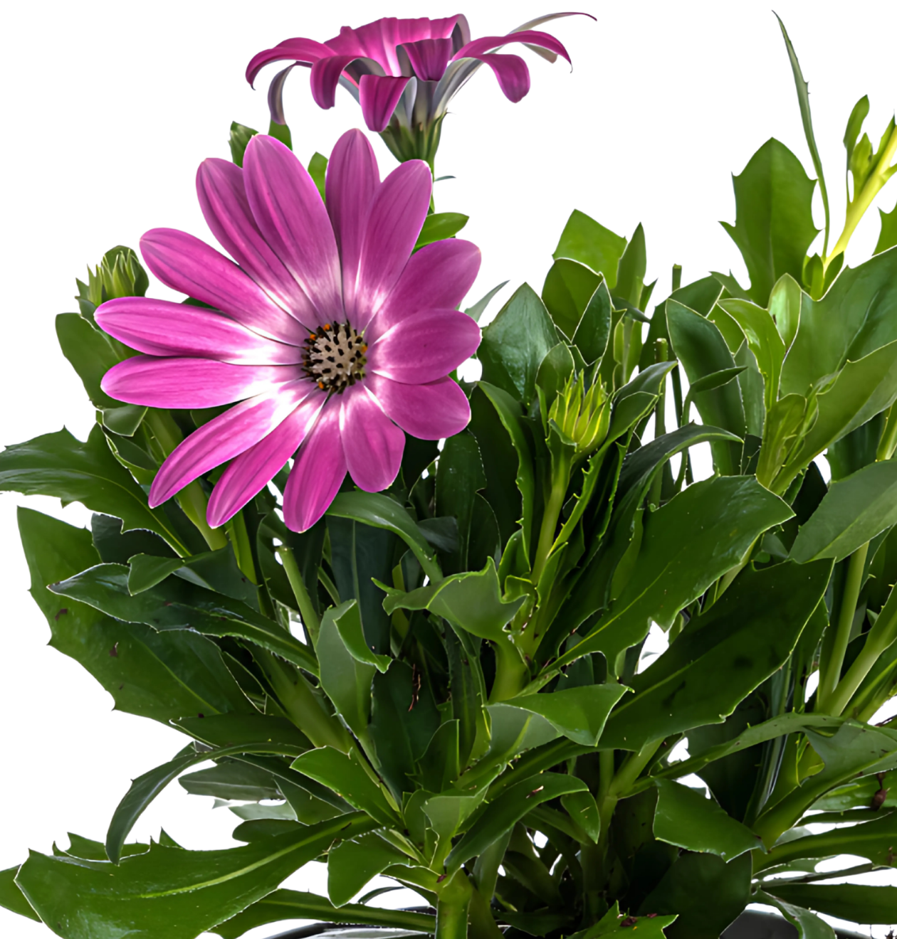 Osteospermum ecklonis “Pink” (8 Stück) | Kapmargerite | +/- 20cm | ø 12cm