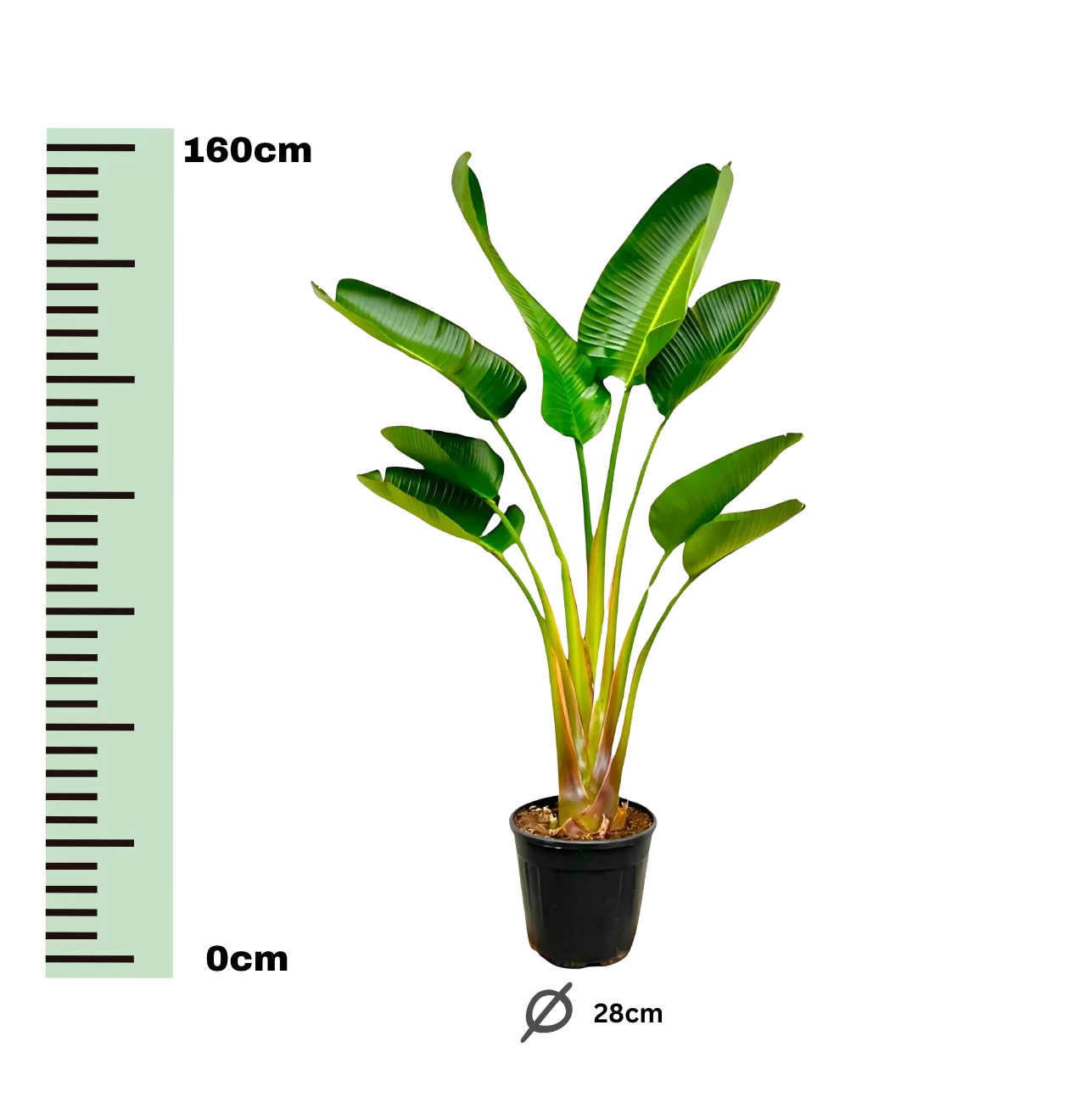 Strelitzia “Augusta” | Weiße Paradiesvogelblume | +/- 160cm | ø 28cm Topf