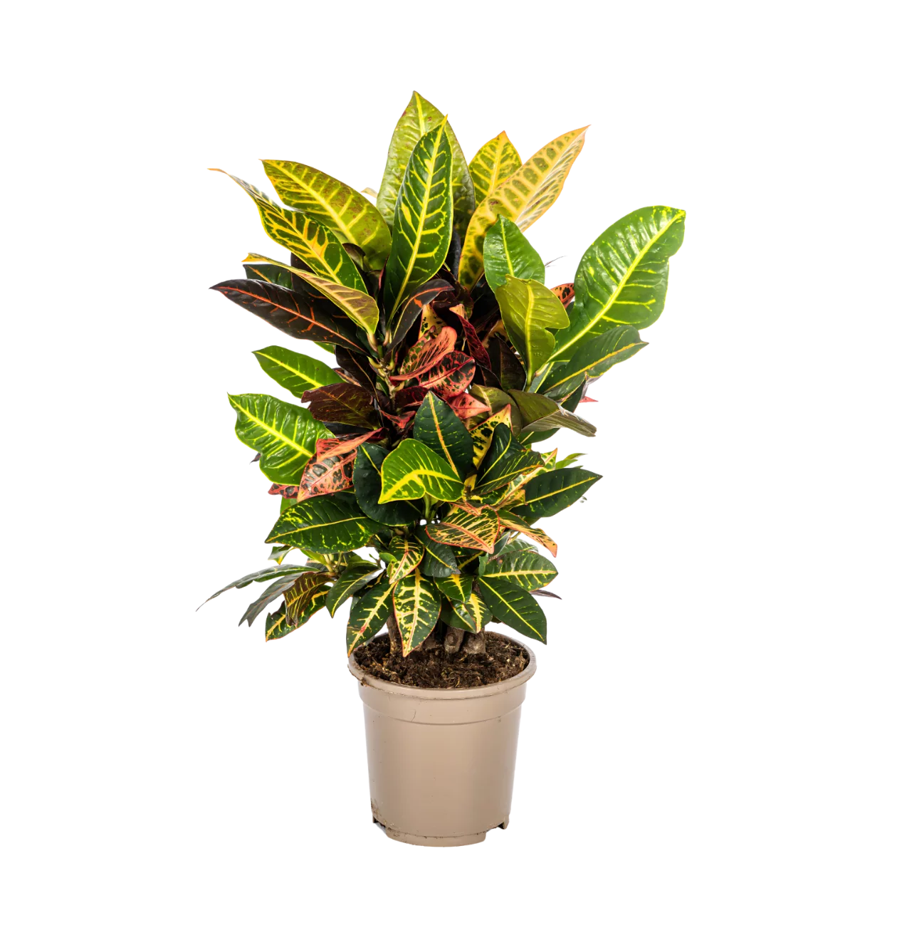 Codiaeum Croton “Petra” | Wunderstrauch | +/- 50cm | ø 17cm Topf